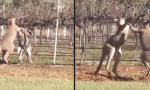 Lustiges Video : Känguru-Boxszene im Weingut
