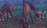 Funny Video - Gaul vs Plüschpferd