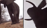 Lustiges Video : Elefant klaut GoPro