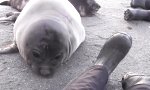 Lustiges Video - Robbe mit Schnupfen