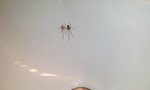 Movie : Schreckhafte Spinne
