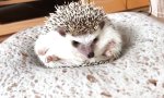 Igel-Workout