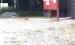 Lustiges Video - Eichhörnchen braucht Klopapier