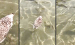 Funny Video : Stachelige Wasserratte