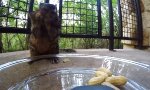 Funny Video : Wieviele Nüsse passen ins Mäulchen?