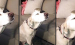 Lustiges Video : Hamsterkopfmassage für den Hund