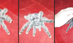 Movie : Avicularia Metallica