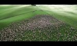 Movie : Herdenbewegung