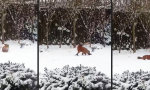 Movie : Onkel Fuchs findet Hundespielzeug