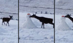 Lustiges Video - Ich liebe Schneemänner