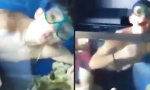 Movie : This is my Fishtank, George!!!!