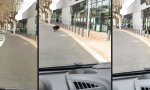 Funny Video : Was zum Wildschwein!?