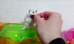 Funny Video - Aussetzer beim Erdbeerschlemmen