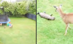Funny Video : Otter will mit Rehen spielen