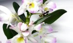 Fleischfressende Orchidee