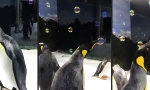 Pinguin, der Seifenblasen-Jongleur