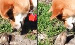 Lustiges Video - Hund trifft Erdhörnchen