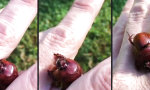 Lustiges Video : Käfer gibt Fingermassage