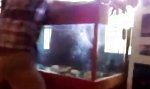 Lustiges Video - Böser Bube, die Katze und das Aquarium