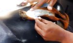 Movie : Eichhörnchen-Wiederbelebung