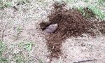 Lustiges Video - Erdhörnchen buddelt ein Loch