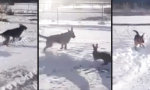 Lustiges Video - Der Hase und der Schäferhund