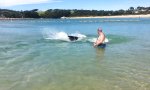 Robben geben kleine Jagdvorstellung am Strand