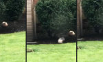Lustiges Video - Eichhörnchen trainiert Ball-Akrobatik