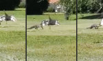Funny Video - Geflügelte Alligatoren-Eskorte