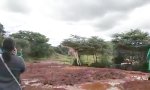 Movie : Kleine Giraffe kennt keine Grenzen