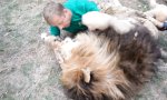 Lustiges Video - Große Mietzekatze