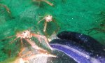 Lustiges Video : Neugieriges Krabbenvölkchen