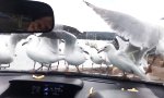 Funny Video - Möwen ärgern