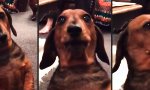 Funny Video : Pizza-Liebhaberin