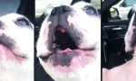 Movie : Remix: Der Opera Hund mit Begleitung
