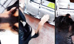 Movie : Selbst ist der Hund