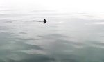 Funny Video : 2 Sharks, 1 Dolphin