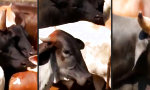 Funny Video : Next-Gen Stier