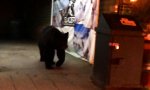 Lustiges Video : Bär zieht um die Häuser