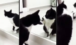 Lustiges Video - Oh dieser Twist