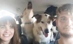 Lustiges Video : Entspannter Ausflug mit den Haustieren