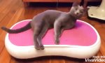 Funny Video - Das gefällt der Pussy...