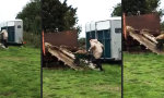 Lustiges Video - Den Pferdemist verladen