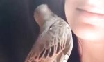 Der Hals/Nasen/Ohren-Vogel