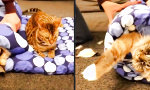 Movie : Rollkatze