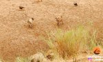 Lustiges Video : In die Ecke getriebene Löwin wartet auf Verstärkung