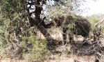 Ein paar Tonnen Elefant gegen den Baum