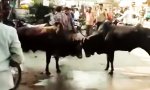 Funny Video : Wenn zwei Ochsen sich streiten...