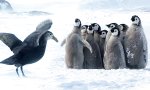 Lustiges Video - Angriff des Sturmvogels