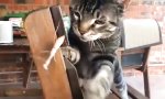 Lustiges Video - Kung-Fu-Mantis